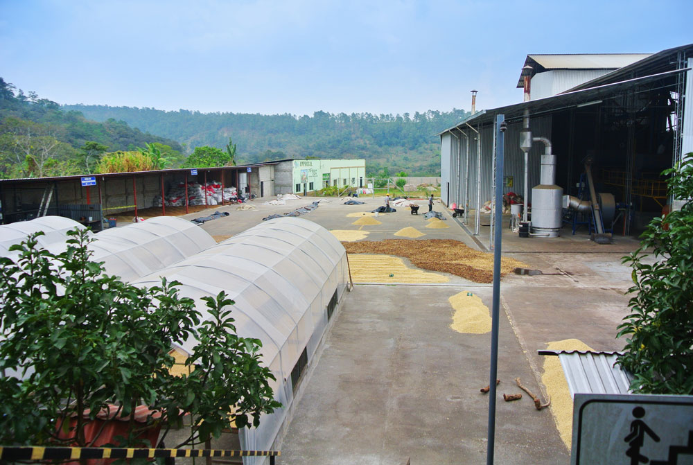 Direct-trade-coffee-farm
