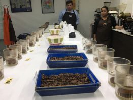 Guatemalan Coffee Cupping